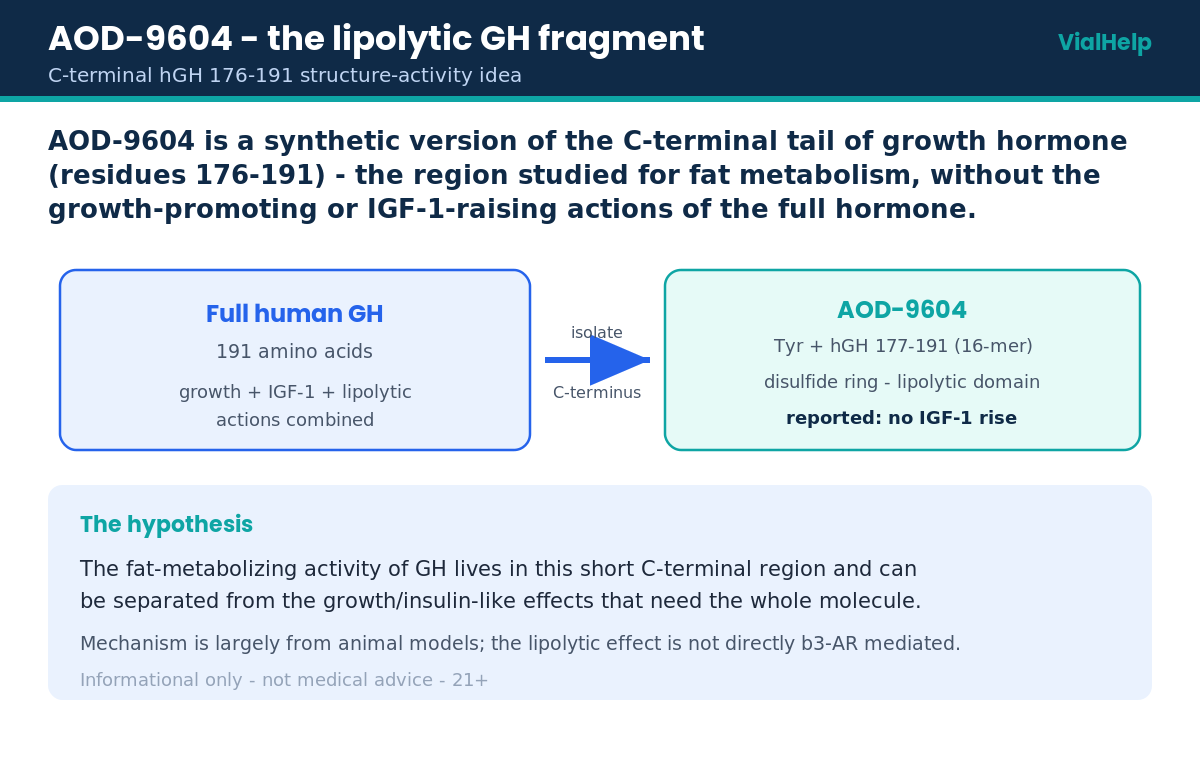 Diagram showing AOD-9604 as the C-terminal fat-metabolizing fragment of human growth hormone