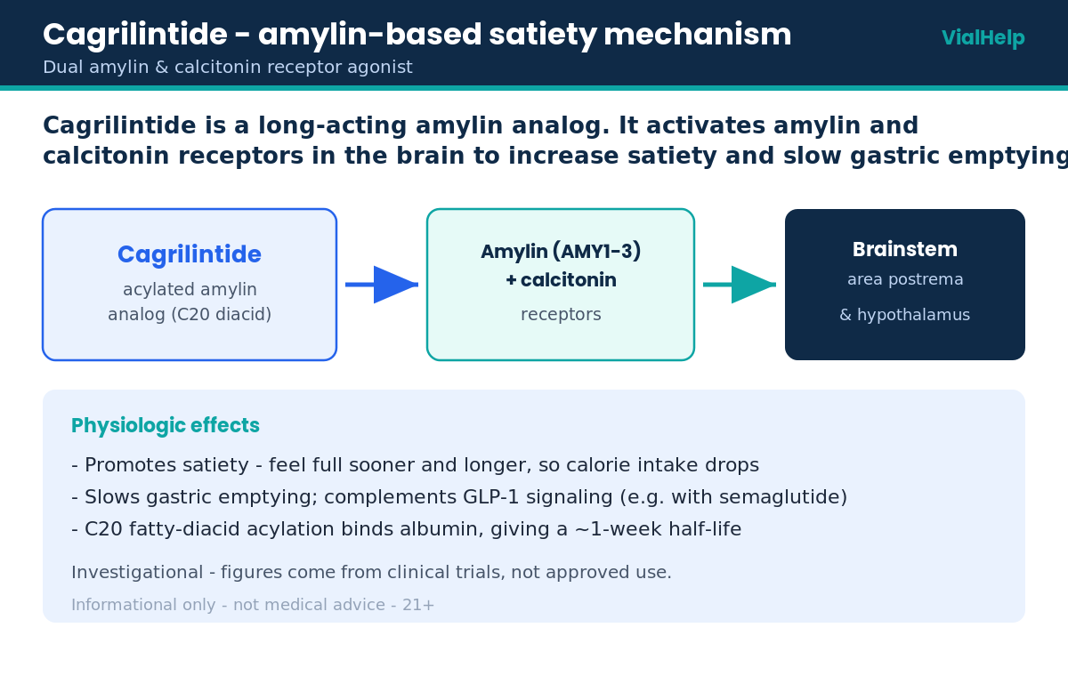 Diagram of cagrilintide activating amylin and calcitonin receptors in the brain to increase satiety