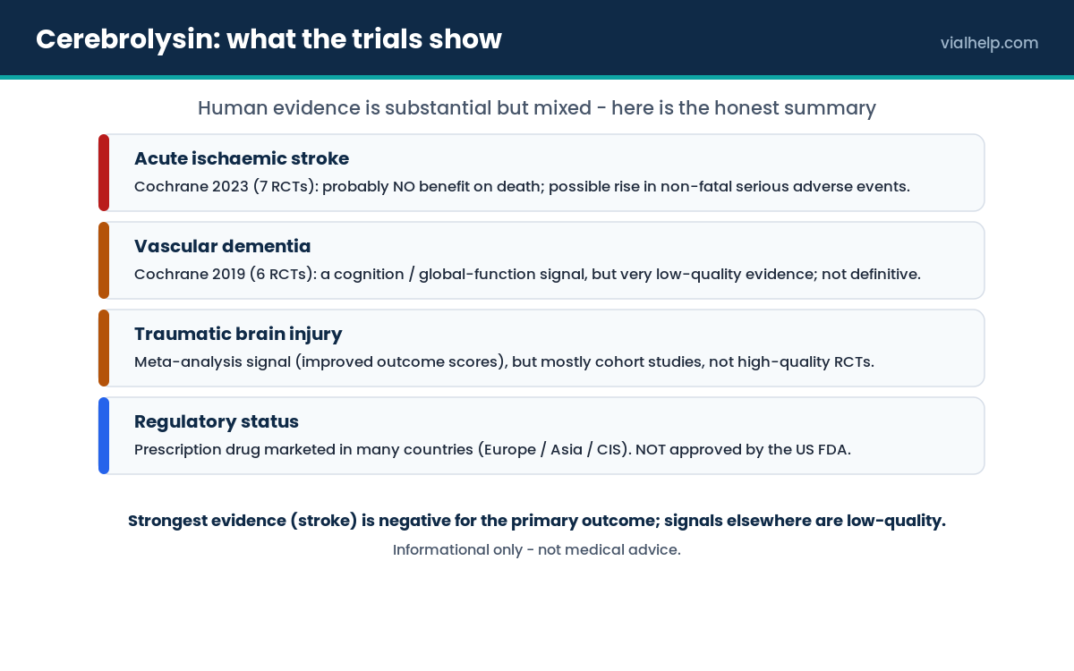 Cerebrolysin clinical-evidence summary across acute stroke, vascular dementia and traumatic brain injury with regulatory status