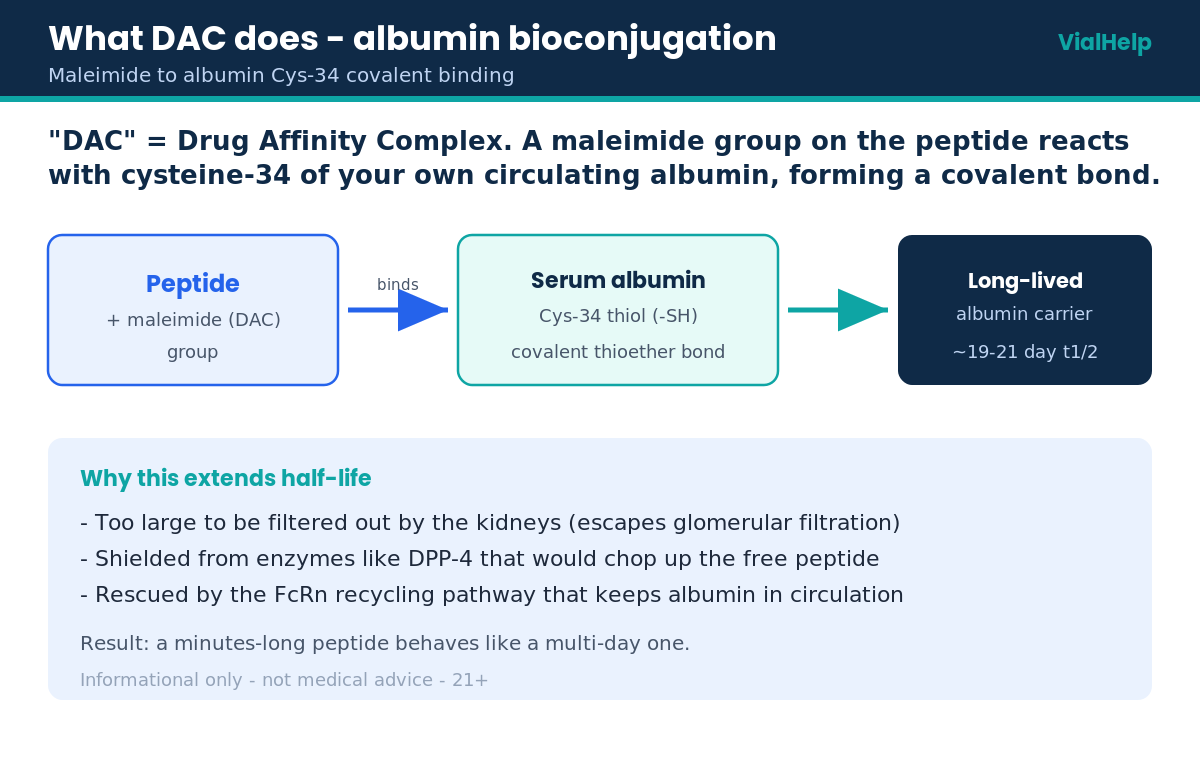 Diagram of a DAC drug affinity complex binding a peptide to albumin cysteine-34 to extend half-life