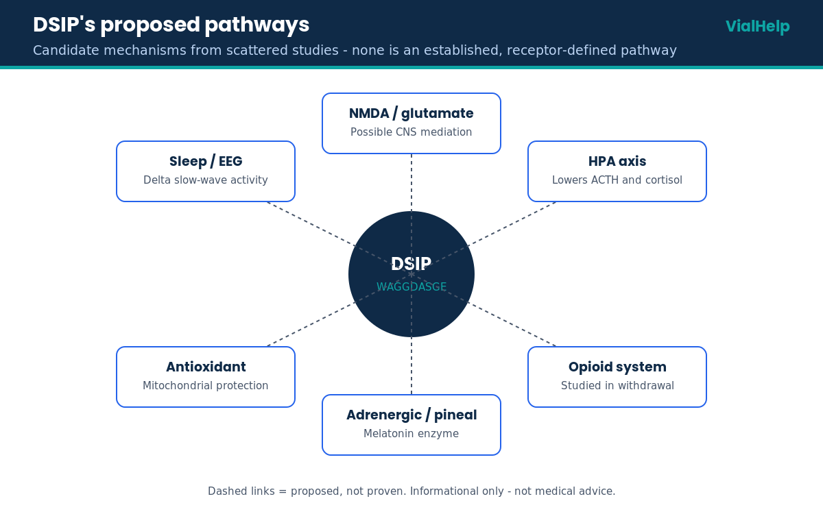 DSIP proposed mechanisms hub: sleep and EEG, HPA axis, antioxidant, opioid, NMDA and adrenergic, none confirmed