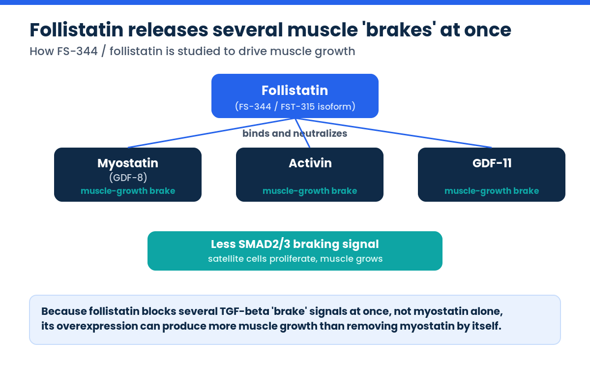 Follistatin-344 binds myostatin, activin and GDF-11 to release muscle-growth brakes