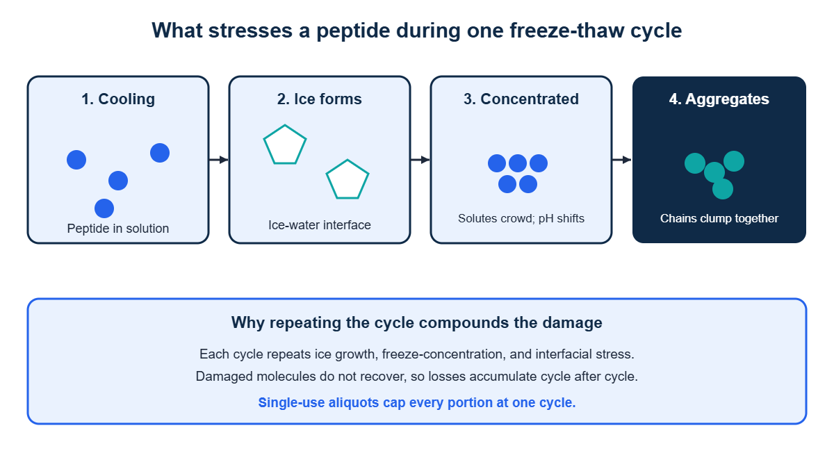 Diagram of the molecular stresses in a freeze-thaw cycle: ice formation, freeze-concentration, pH shift, and aggregation