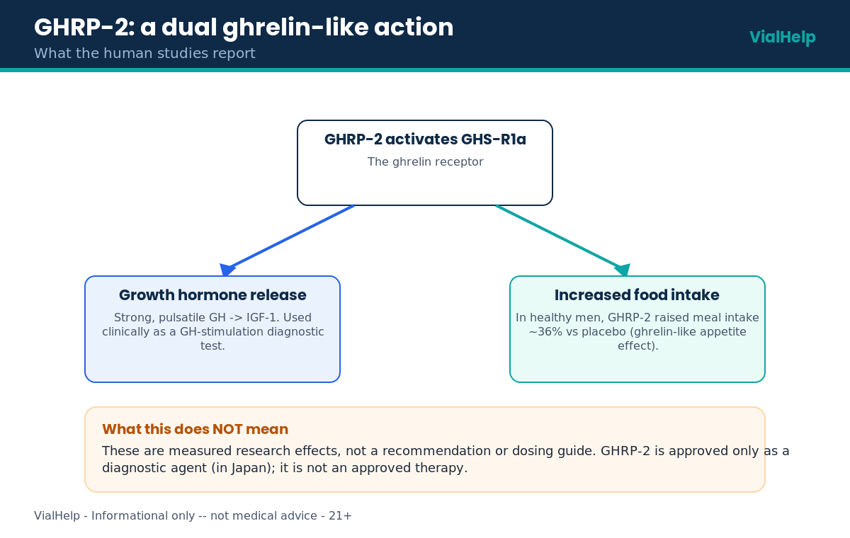 Diagram of GHRP-2 dual ghrelin-like action: growth hormone release and increased food intake