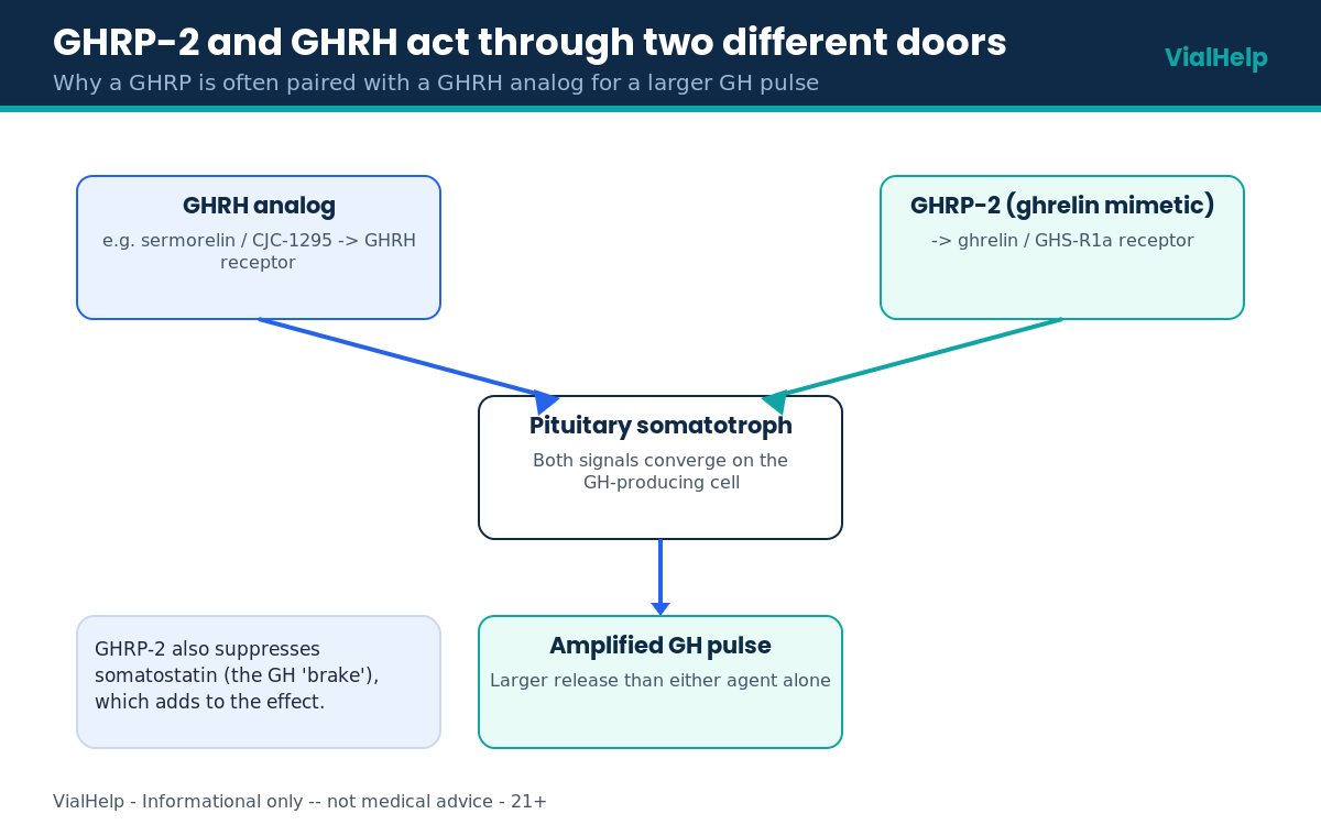 Diagram showing GHRP-2 and a GHRH analog converging on pituitary somatotrophs for a larger GH pulse