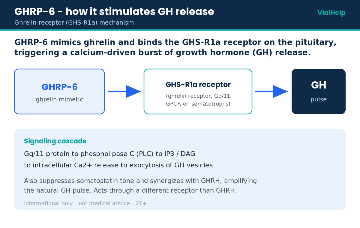Diagram showing GHRP-6 binding the GHS-R1a ghrelin receptor to trigger a growth hormone pulse