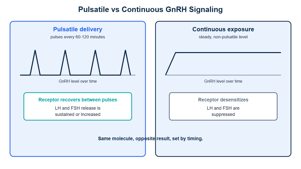 Comparison of pulsatile GnRH delivery, which sustains LH and FSH, versus continuous exposure, which desensitizes the receptor and suppresses them