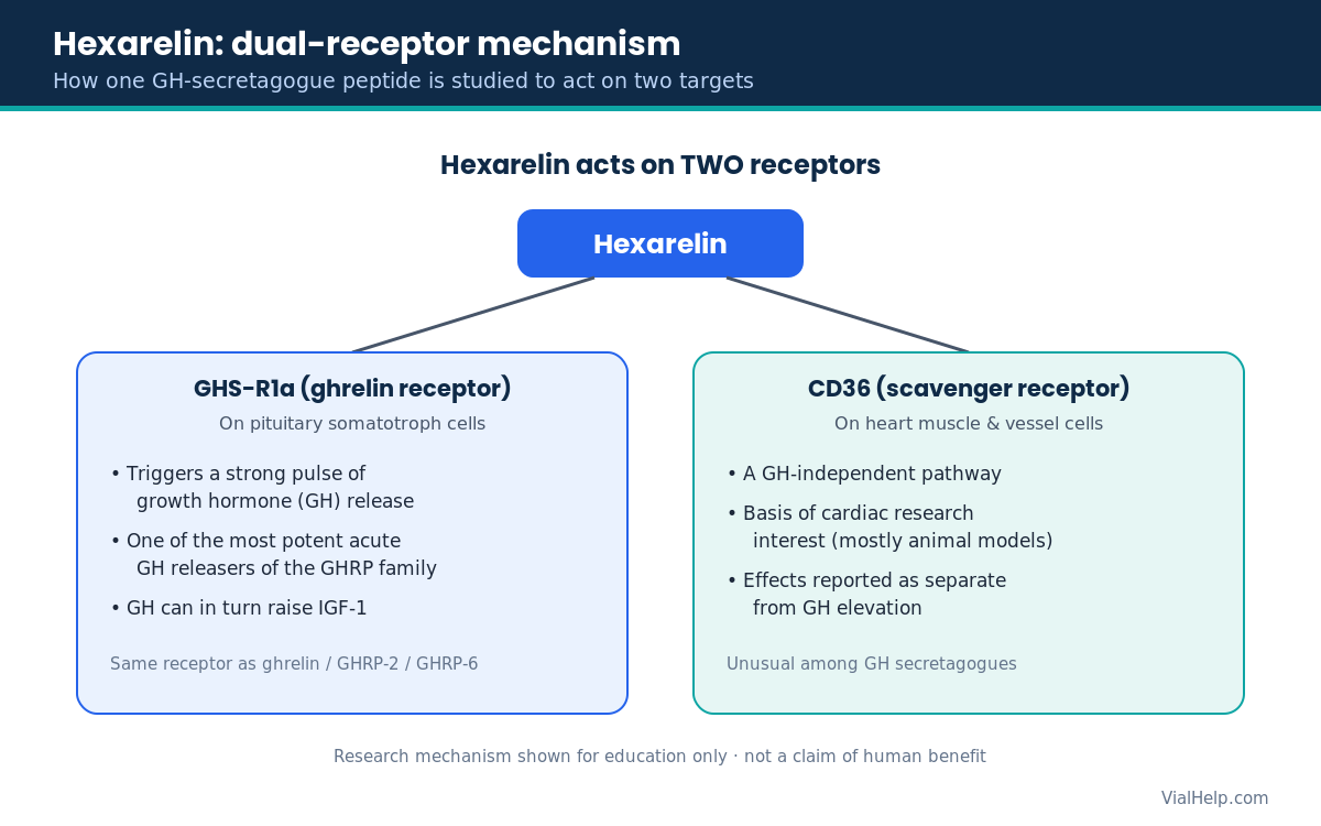 Diagram of Hexarelin acting on the GHS-R1a ghrelin receptor for GH release and on CD36 for cardiac research