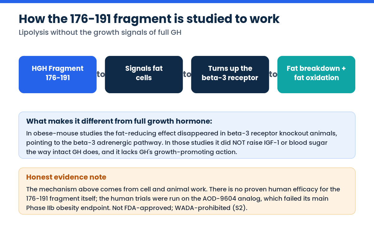 How HGH Fragment 176-191 is studied to work through lipolysis and the beta-3 pathway