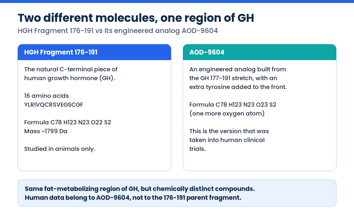 HGH Fragment 176-191 compared with the engineered analog AOD-9604