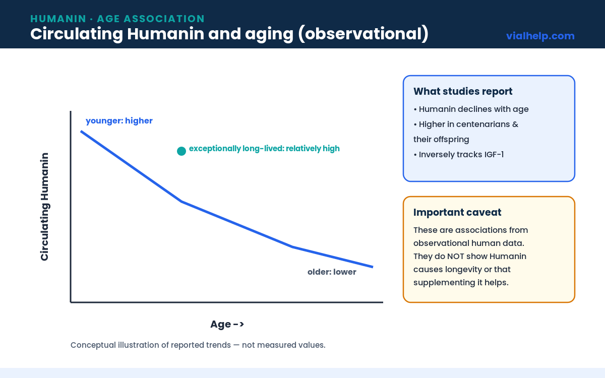 Humanin and aging chart showing circulating Humanin declining with age in observational studies
