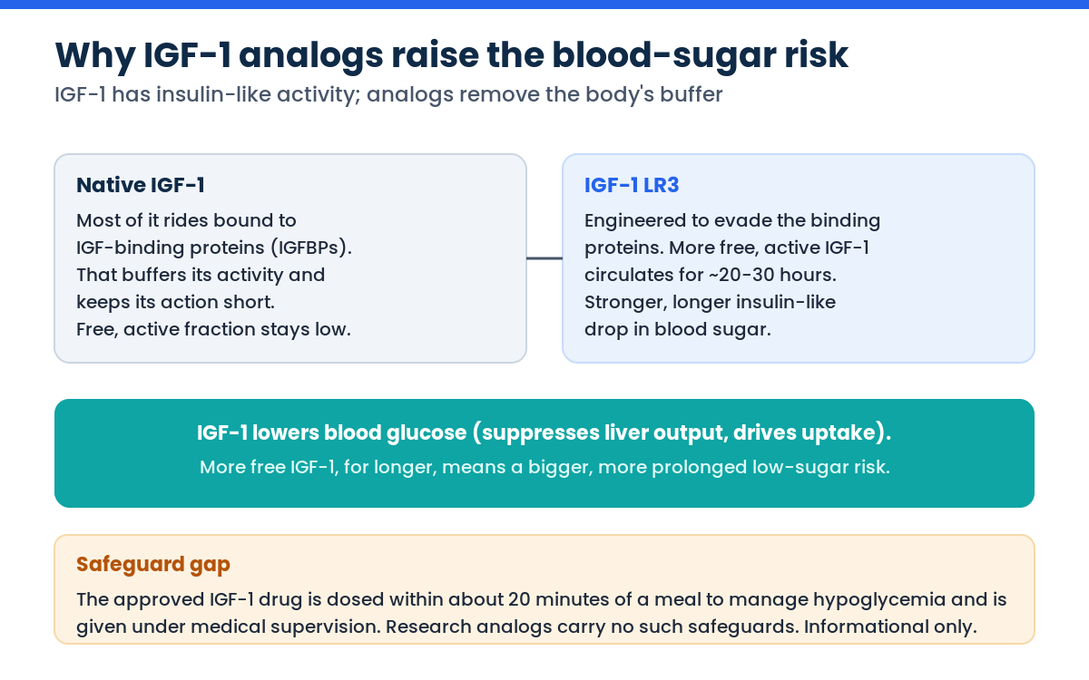 Why IGF-1 LR3 raises hypoglycemia risk compared with native IGF-1 buffered by binding proteins