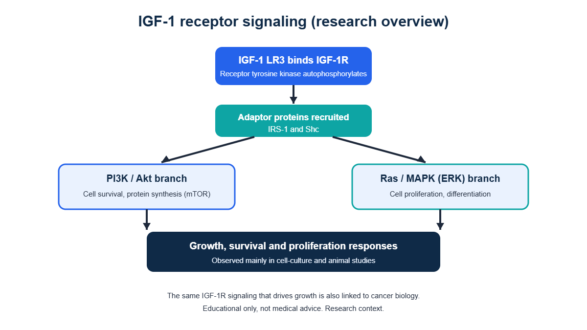 Flow diagram of IGF-1 receptor signaling through PI3K/Akt for survival and Ras/MAPK for proliferation