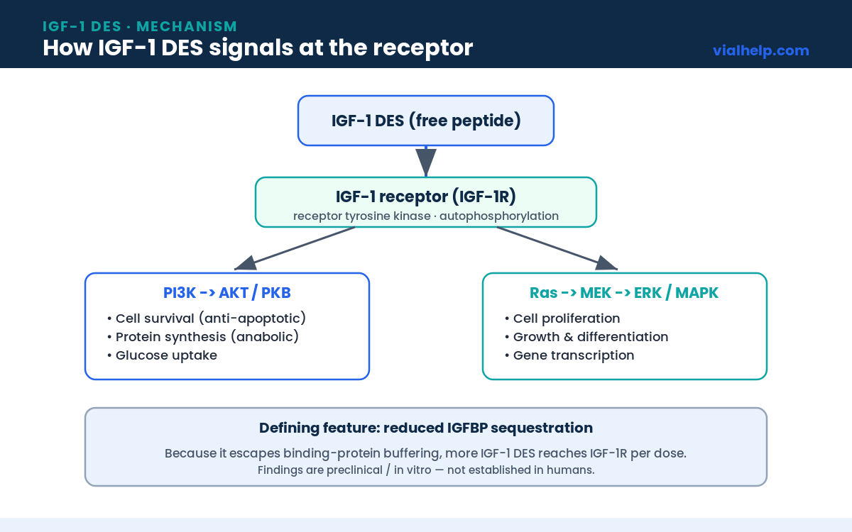 IGF-1 DES mechanism diagram showing the IGF-1 receptor activating the PI3K/Akt and Ras/MAPK signaling pathways