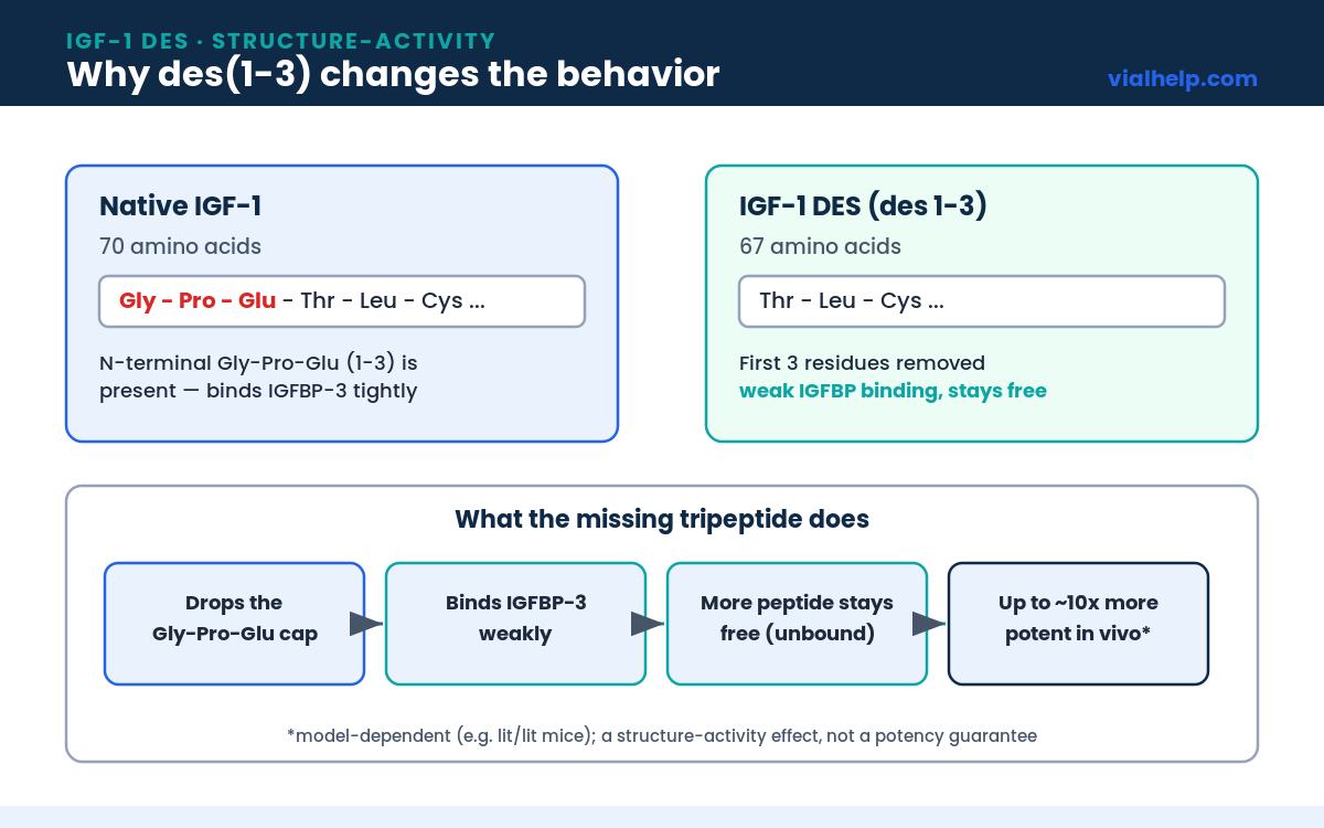 IGF-1 DES structure-activity diagram comparing native IGF-1 with des(1-3)IGF-1 missing the Gly-Pro-Glu N-terminus