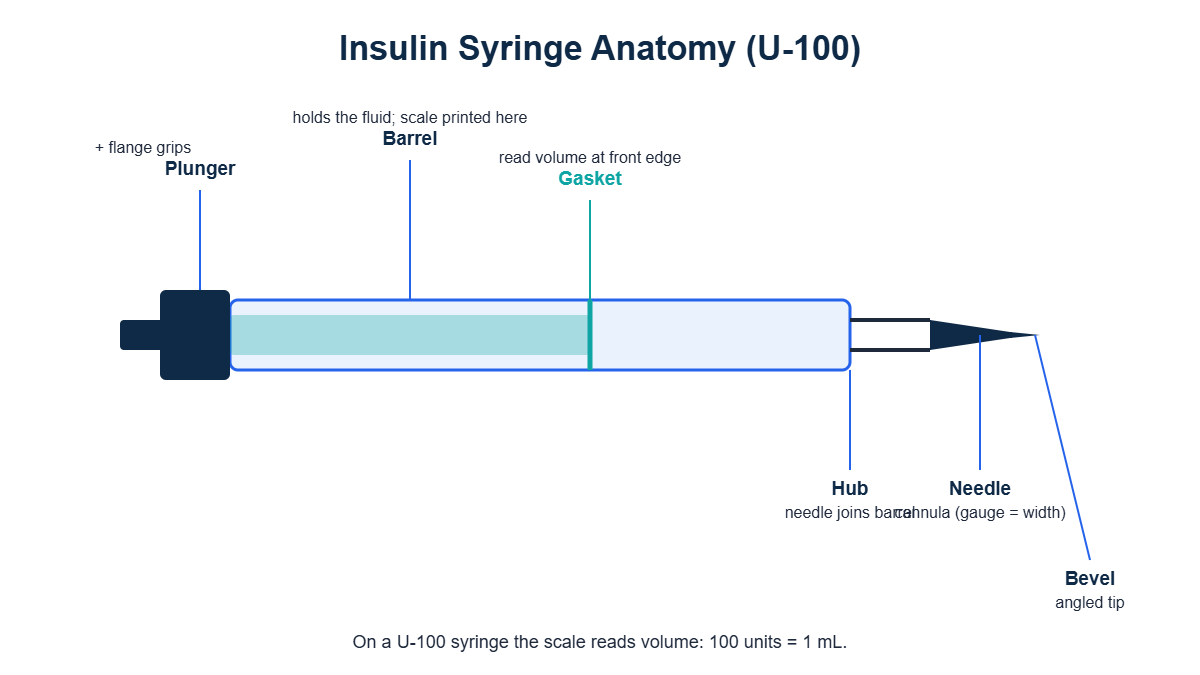 Labeled diagram of a U-100 insulin syringe showing barrel, plunger, gasket, flange, hub, needle and bevel