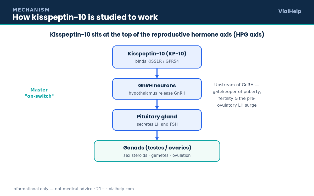 Diagram of kisspeptin-10 activating KISS1R GPR54 to trigger GnRH, then pituitary LH and FSH, then gonadal output along the HPG axis