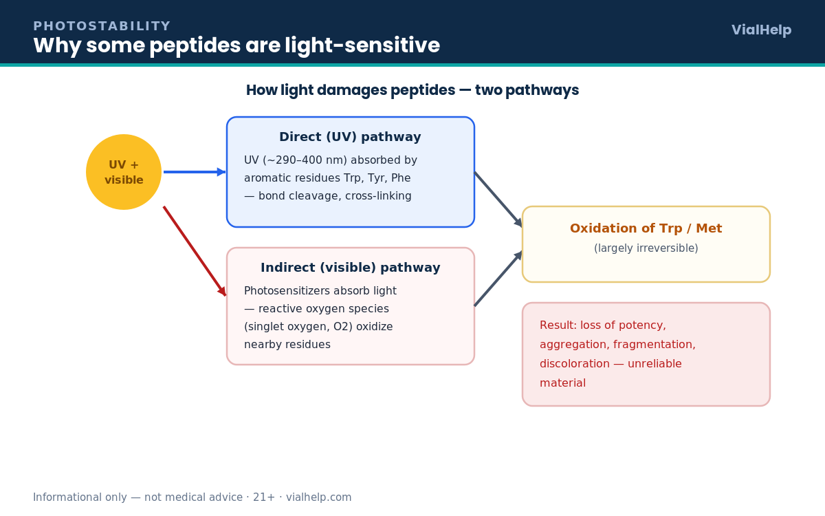 Diagram of direct UV and indirect visible-light photodegradation pathways that oxidize aromatic residues in light-sensitive peptides