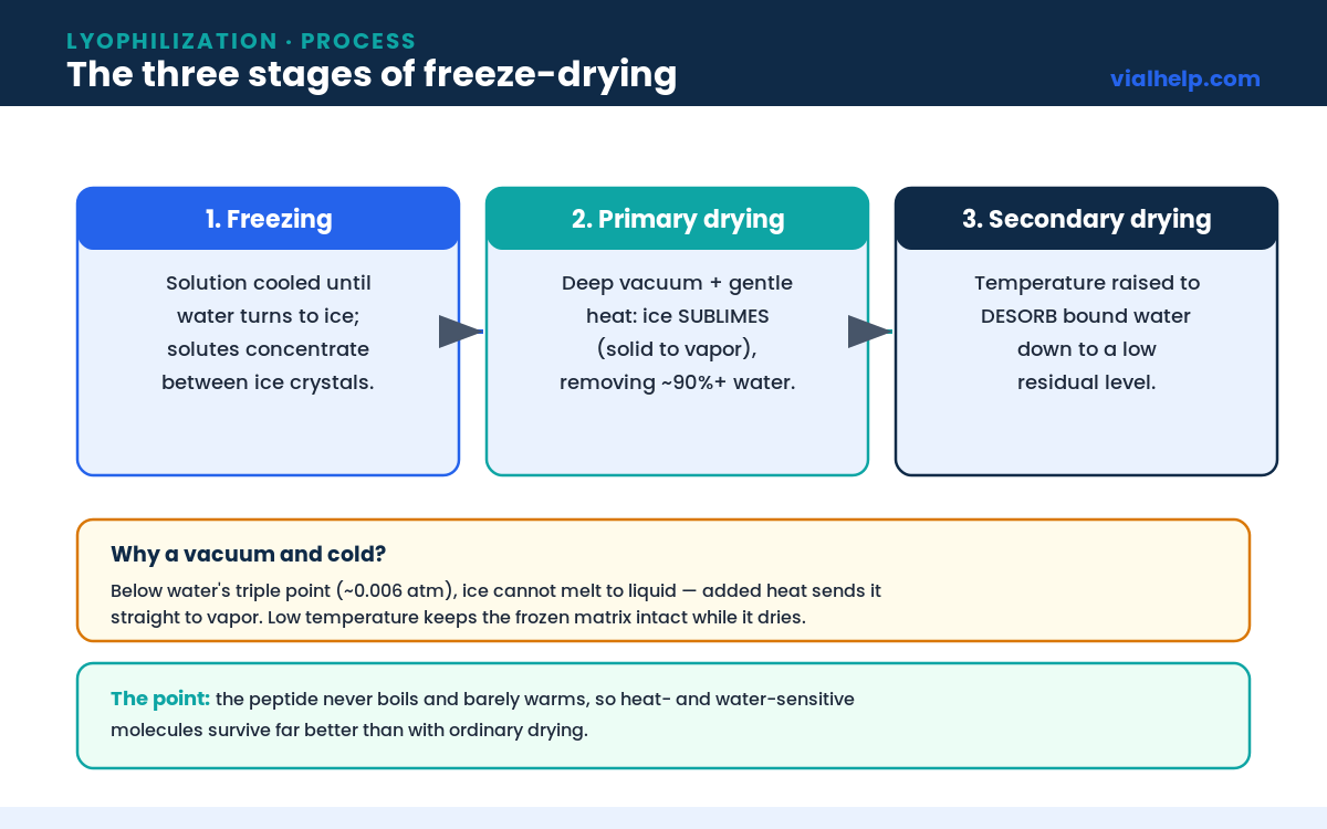 Lyophilization three stages diagram showing freezing, primary drying by sublimation, and secondary drying by desorption