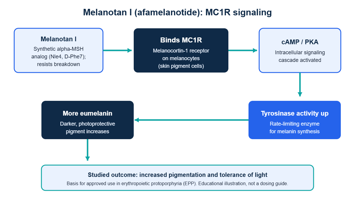 Diagram of Melanotan I binding MC1R on a melanocyte and triggering the cAMP and tyrosinase pathway that increases eumelanin