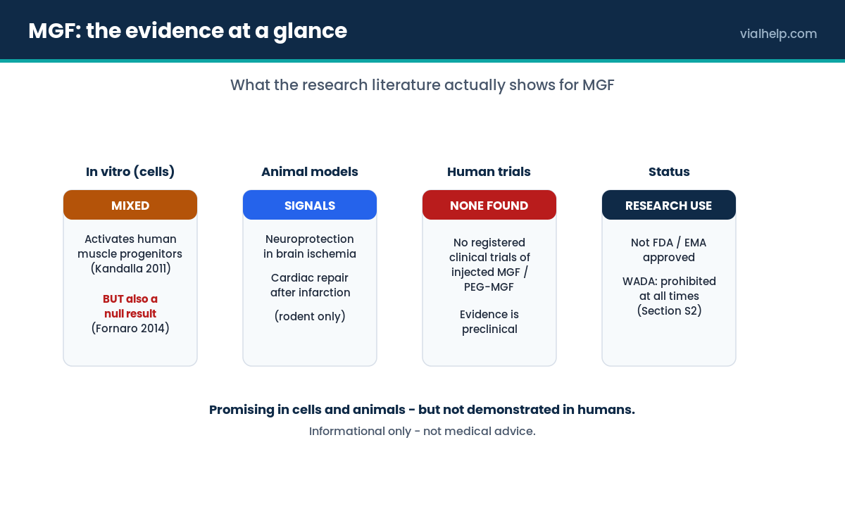 MGF evidence map: mixed in vitro results, animal-model signals, no human clinical trials, research-use and WADA-prohibited status