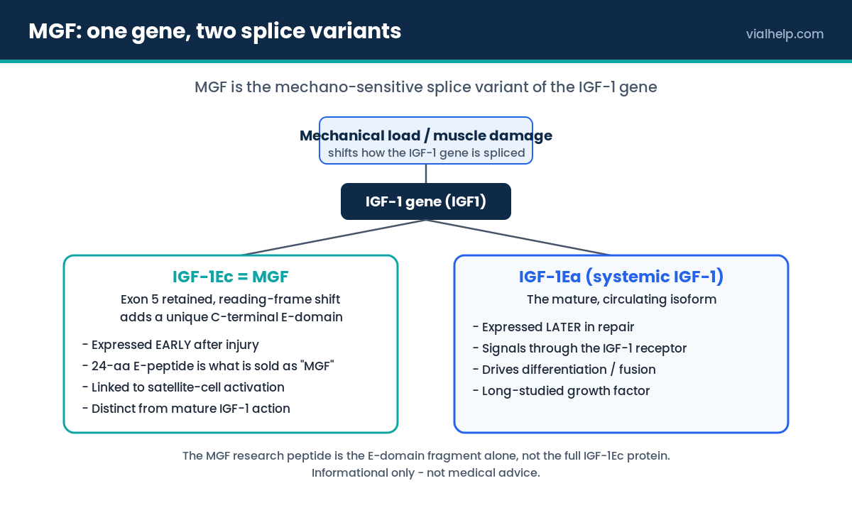 MGF splice variant diagram showing mechanical load shifting IGF-1 gene splicing to IGF-1Ec (MGF) versus systemic IGF-1Ea