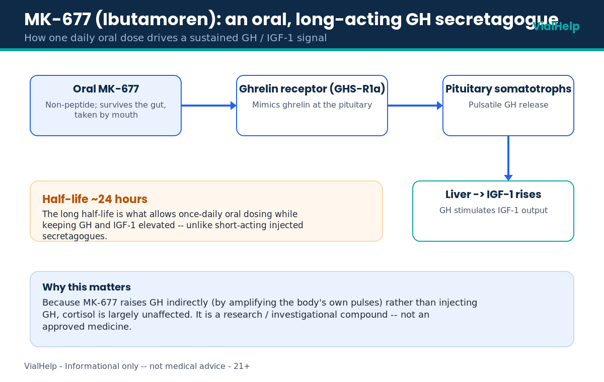 Diagram of how oral MK-677 (Ibutamoren) activates the ghrelin receptor to raise GH and IGF-1