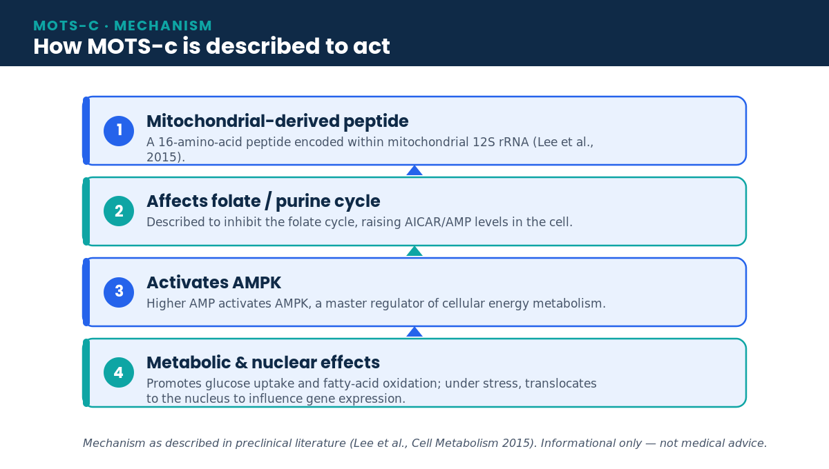 Diagram: MOTS-c mechanism — a mitochondrial-derived peptide that activates AMPK and influences glucose uptake and fatty-acid oxidation