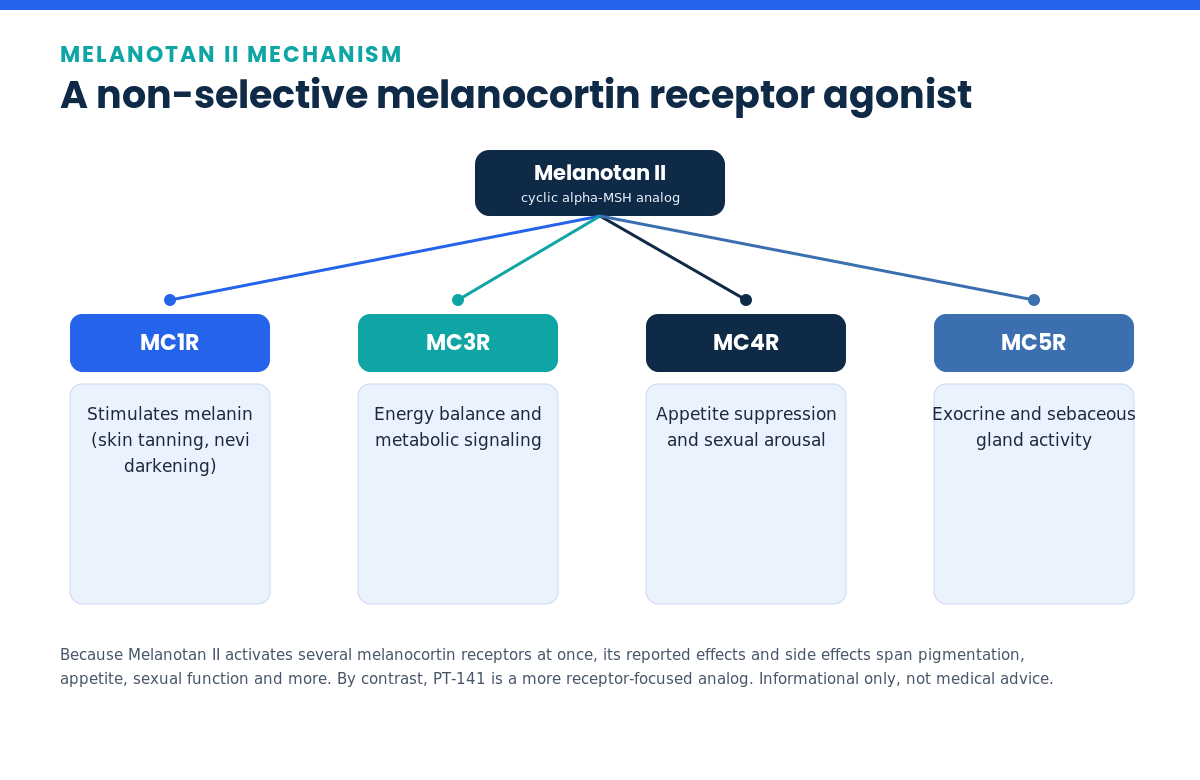 Diagram of Melanotan II activating MC1, MC3, MC4 and MC5 melanocortin receptors and their effects