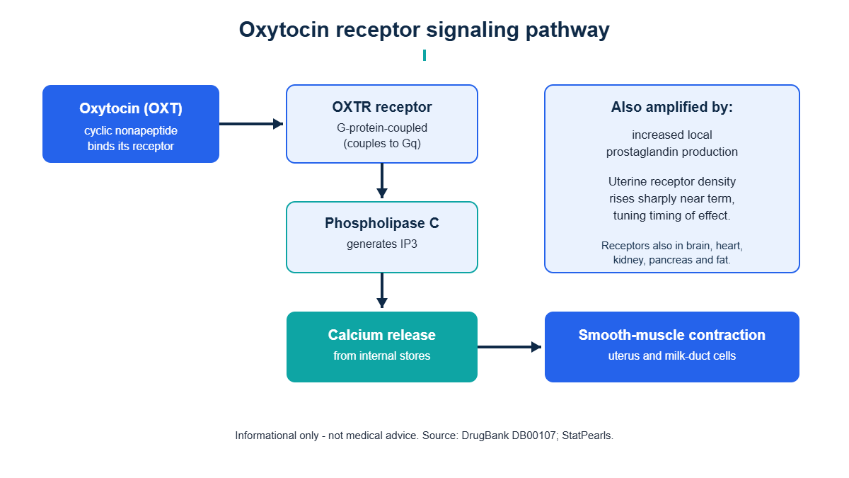 Diagram of the oxytocin receptor signaling pathway: OXTR, Gq protein, phospholipase C, calcium release and uterine contraction