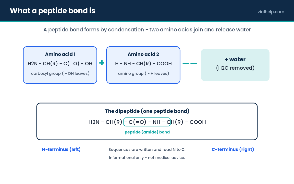 What is a peptide: diagram of a peptide bond forming between two amino acids by condensation, releasing water