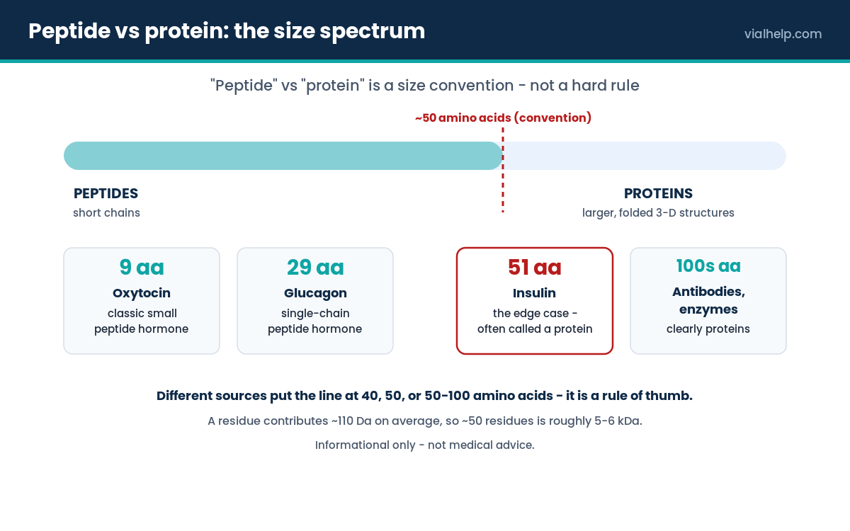 Peptide versus protein size spectrum showing oxytocin, glucagon and insulin around the ~50 amino acid convention