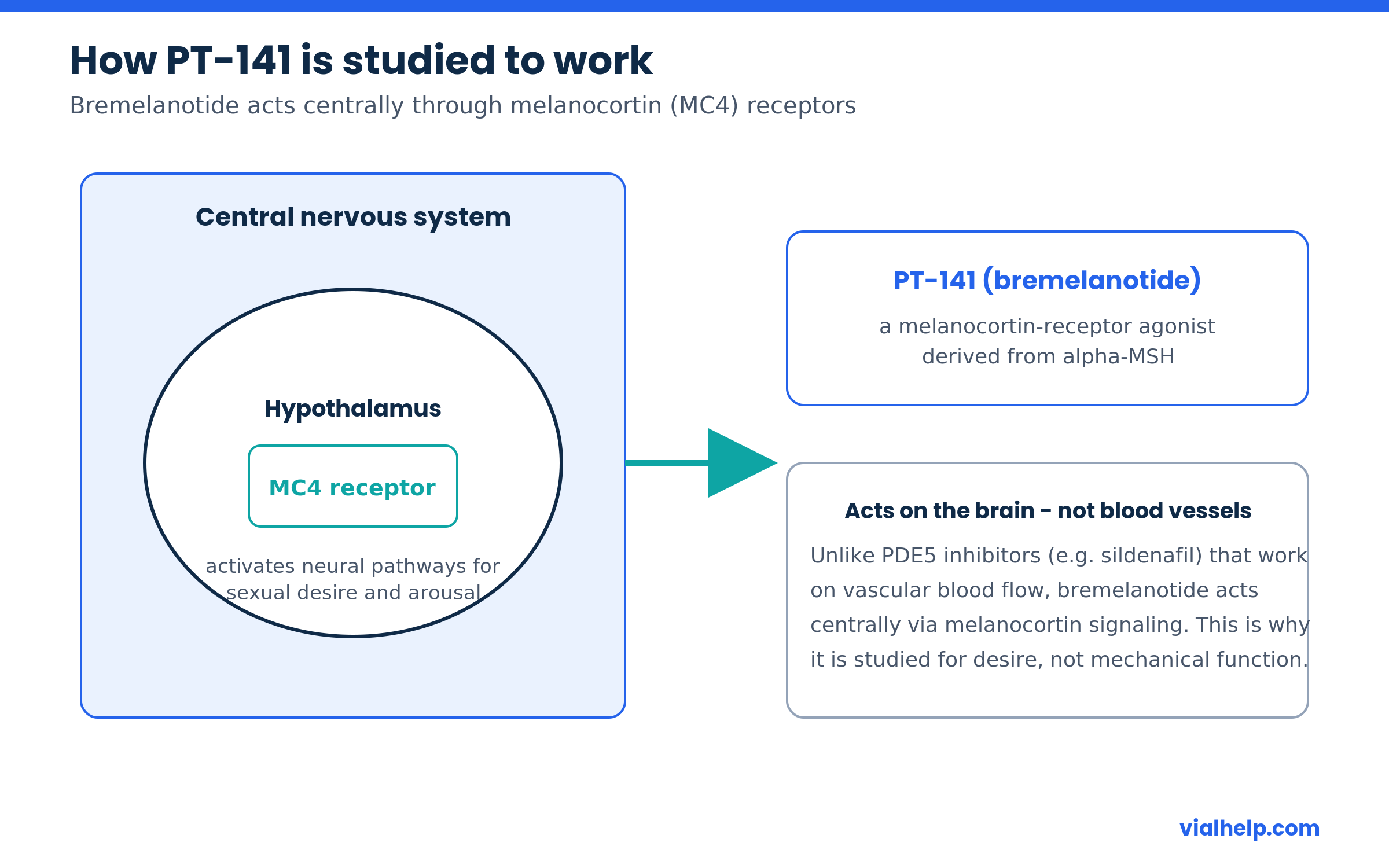 Diagram of how PT-141 bremelanotide works centrally via MC4 melanocortin receptors