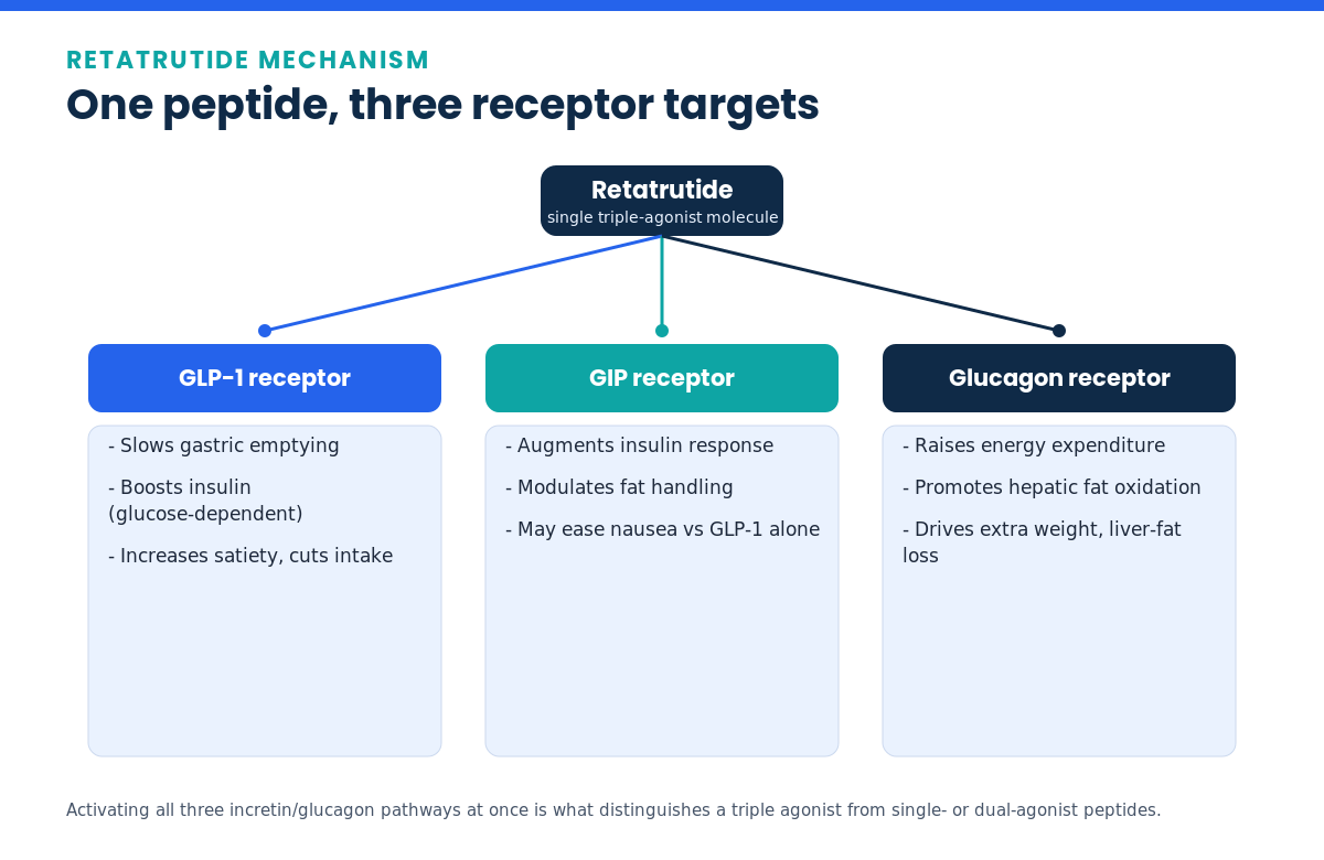 Diagram showing Retatrutide activating GLP-1, GIP and glucagon receptors and their metabolic effects