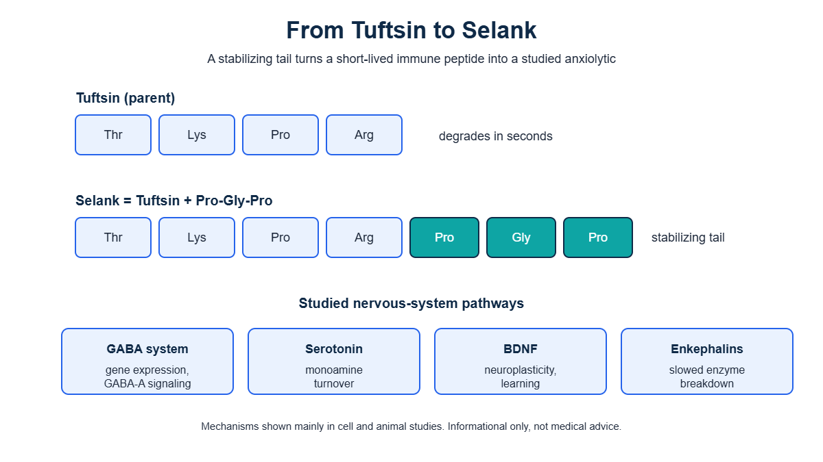 Diagram showing the Tuftsin sequence extended with Pro-Gly-Pro to form Selank, and the studied nervous-system pathways