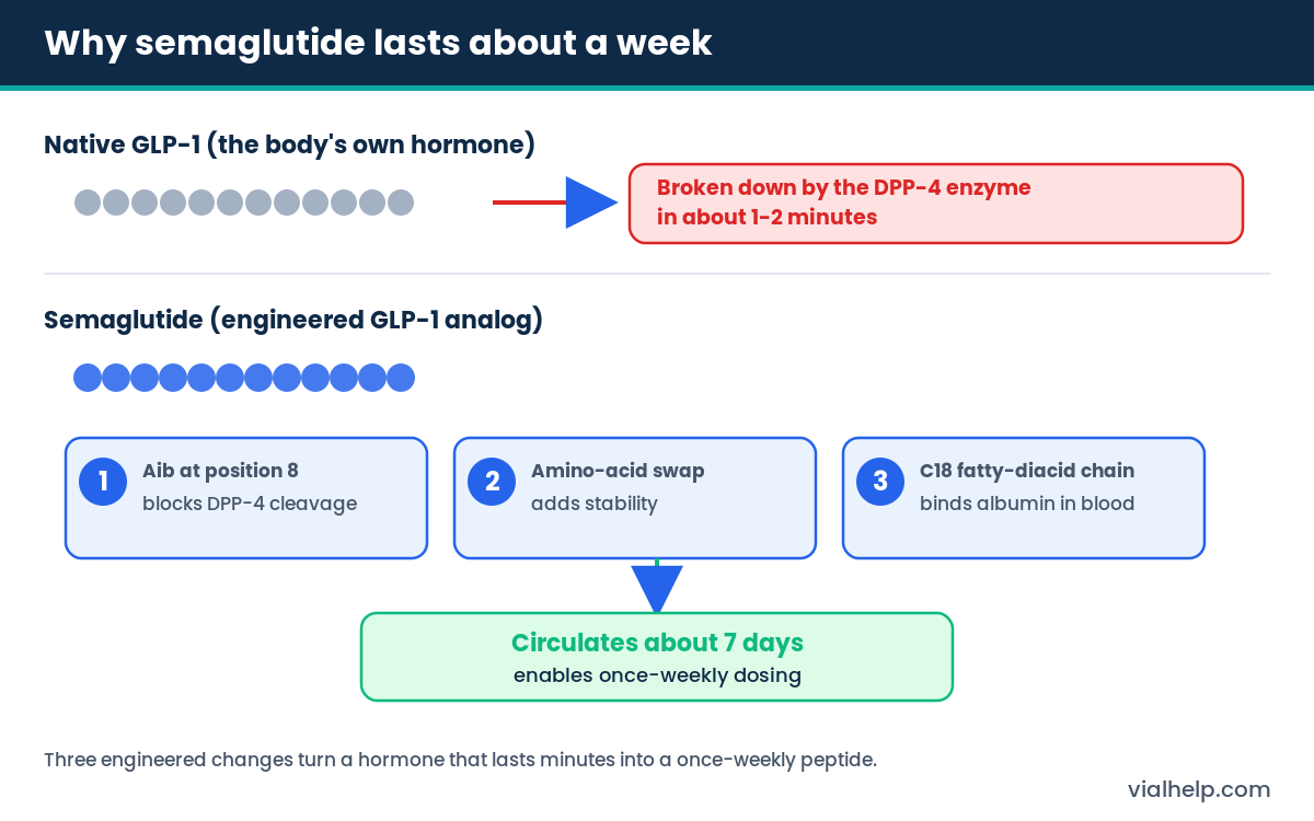 Diagram showing how semaglutide is engineered with three modifications to resist DPP-4 and bind albumin for a one-week half-life