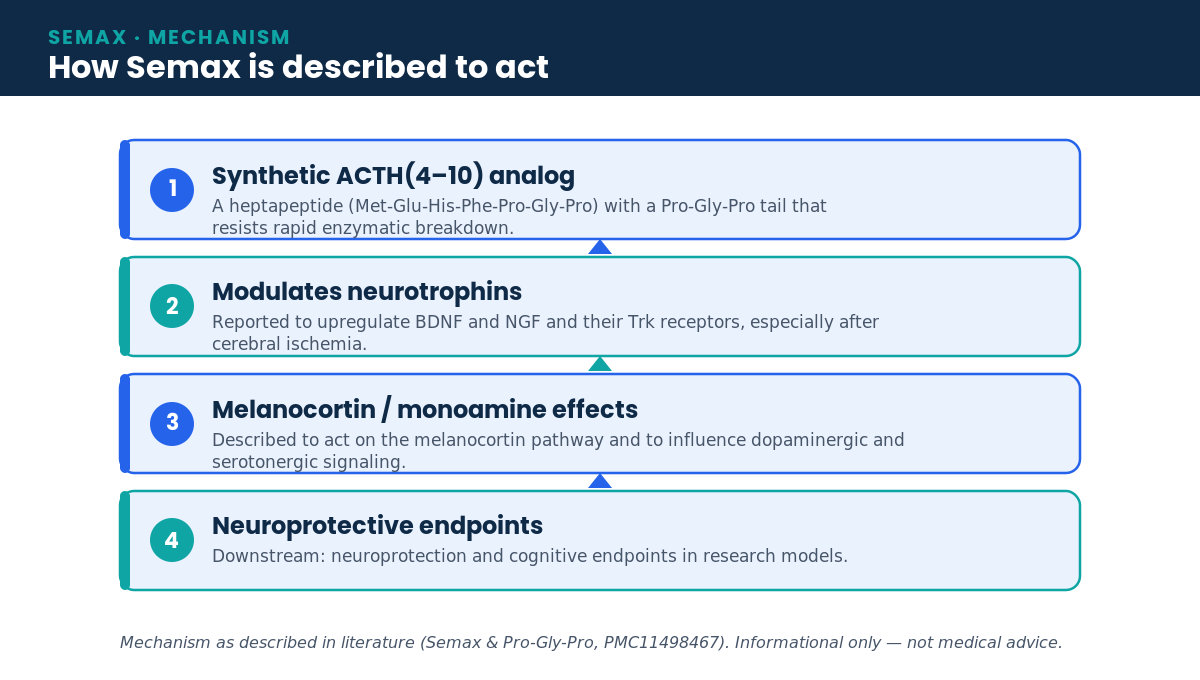 Diagram: Semax mechanism — a synthetic ACTH(4–10) analog reported to upregulate BDNF and NGF with neuroprotective endpoints
