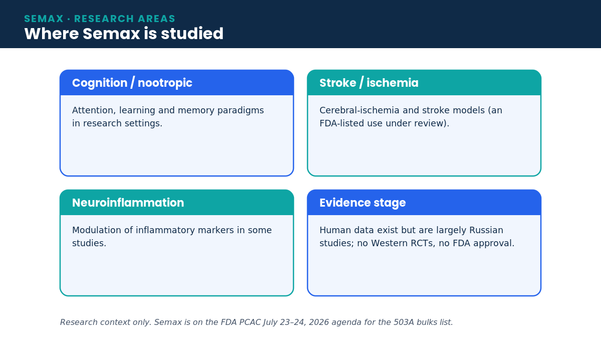 Diagram of Semax research areas: cognition and nootropic, stroke and ischemia, neuroinflammation, and evidence stage