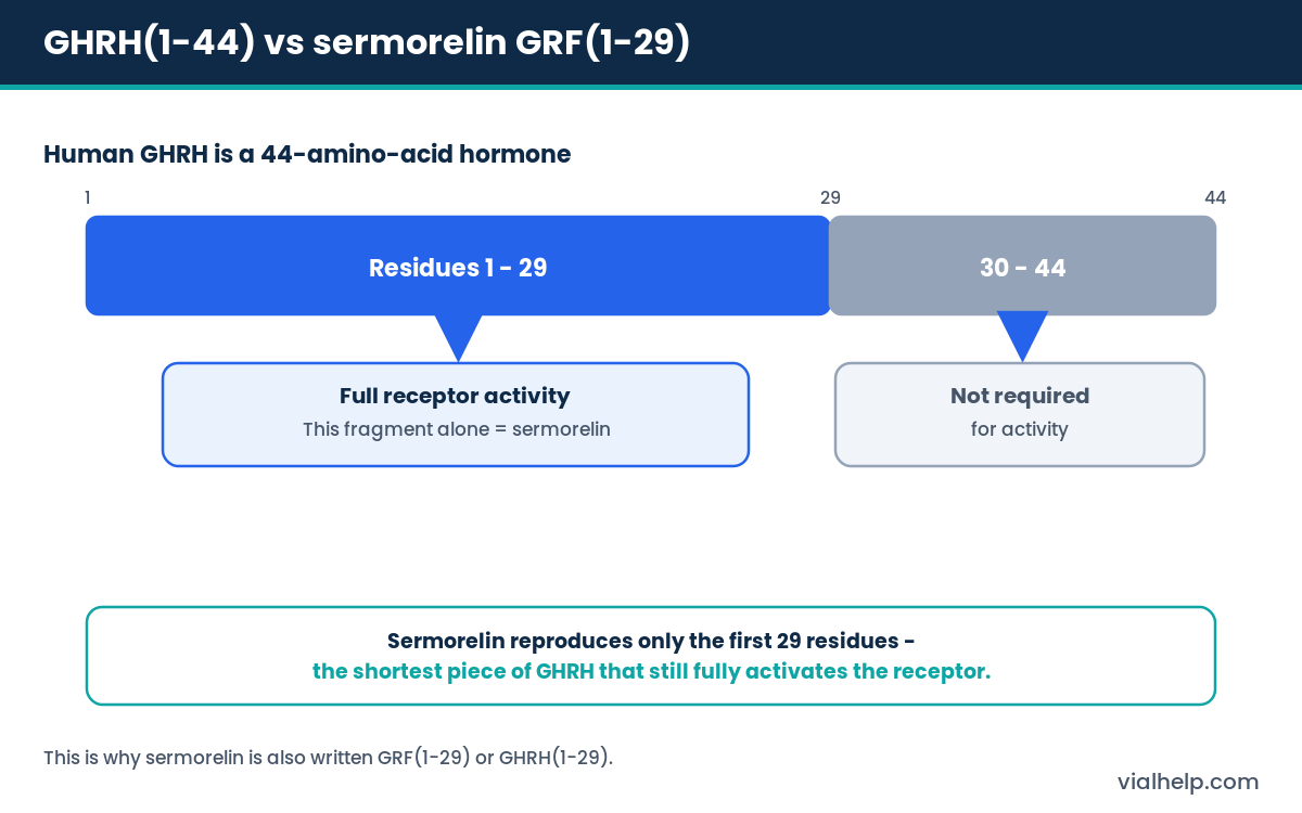 Diagram comparing the 44-amino-acid GHRH hormone with sermorelin, the active 1-29 fragment that fully activates the GHRH receptor