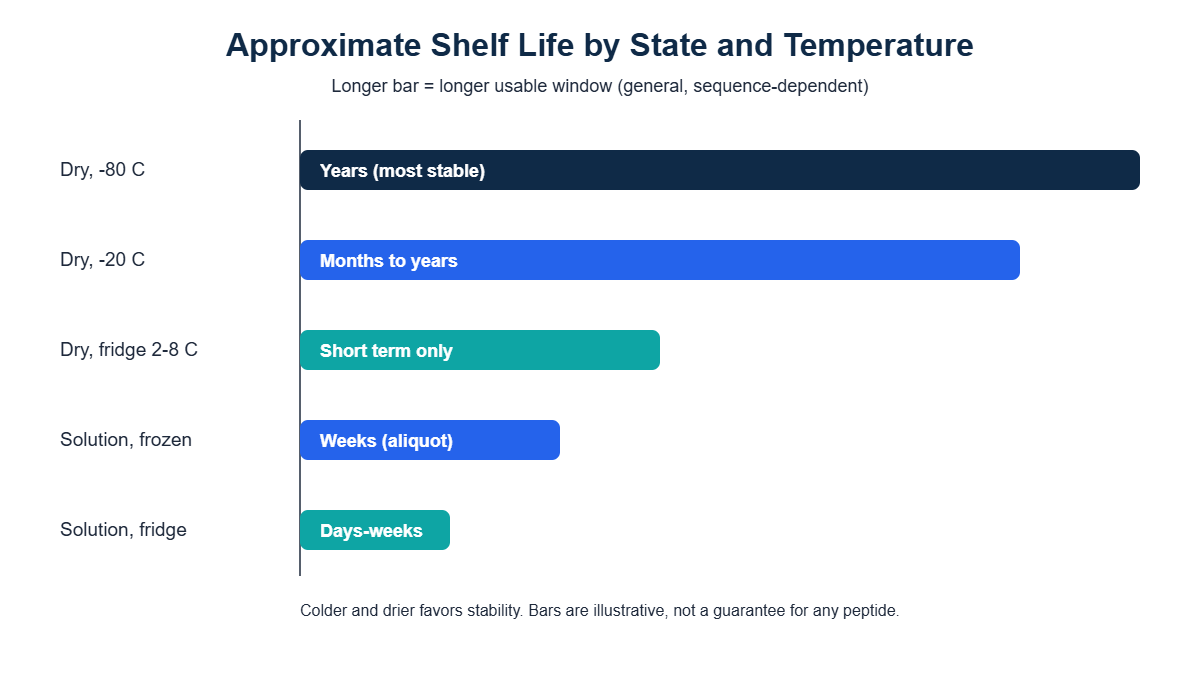 Shelf-life timeline showing dry peptides lasting years frozen and solutions lasting weeks refrigerated