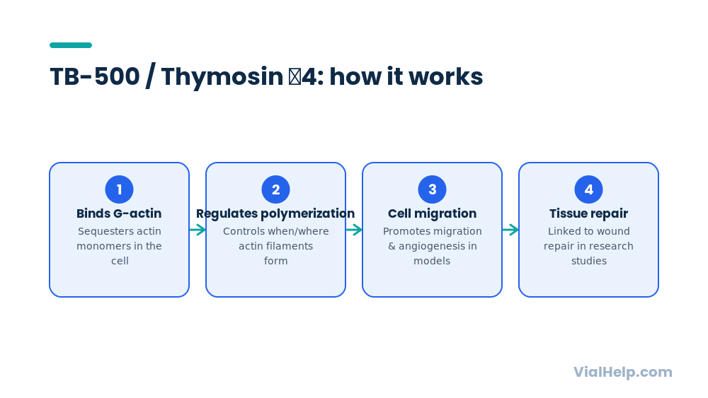 TB-500 Thymosin beta-4 mechanism diagram: binds G-actin, regulates polymerization, promotes cell migration, supports tissue repair