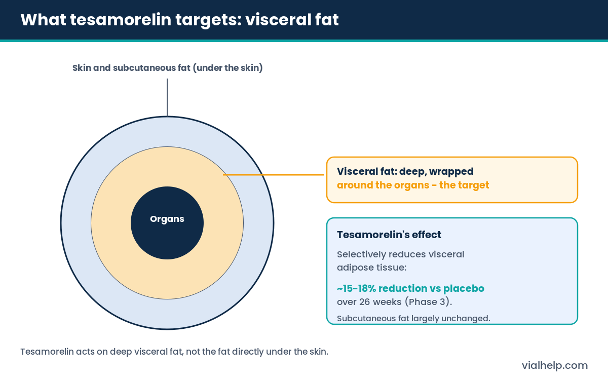 Abdominal cross-section diagram showing tesamorelin selectively reduces deep visceral fat around the organs, not subcutaneous fat
