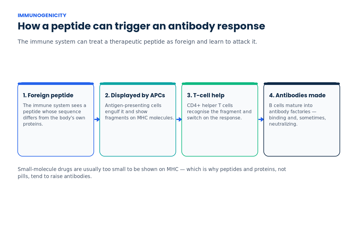 Four-step diagram of how a peptide triggers anti-drug antibodies: foreign peptide, uptake and MHC display by antigen-presenting cells, CD4 T-cell help, and B-cell production of binding and neutralizing antibodies