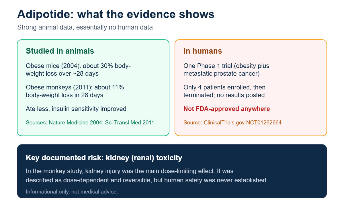 Adipotide evidence map: strong animal weight-loss data in mice and monkeys versus a single terminated 4-patient human trial, not FDA-approved, with dose-dependent reversible kidney toxicity as the key risk