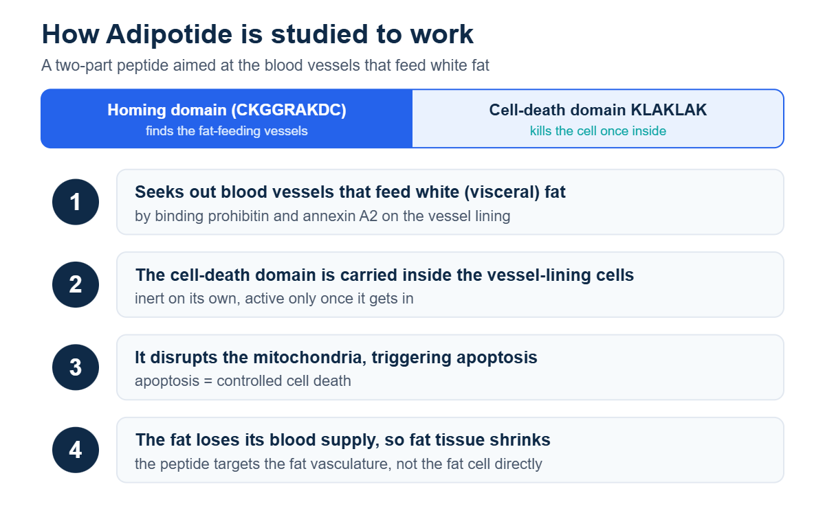 Diagram of how Adipotide works: a homing domain binds fat-feeding blood vessels and a KLAKLAK cell-death domain triggers apoptosis so fat loses its blood supply