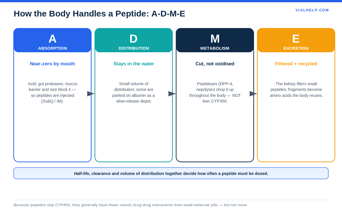 The four ADME phases of peptide pharmacokinetics: absorption, distribution, metabolism, excretion