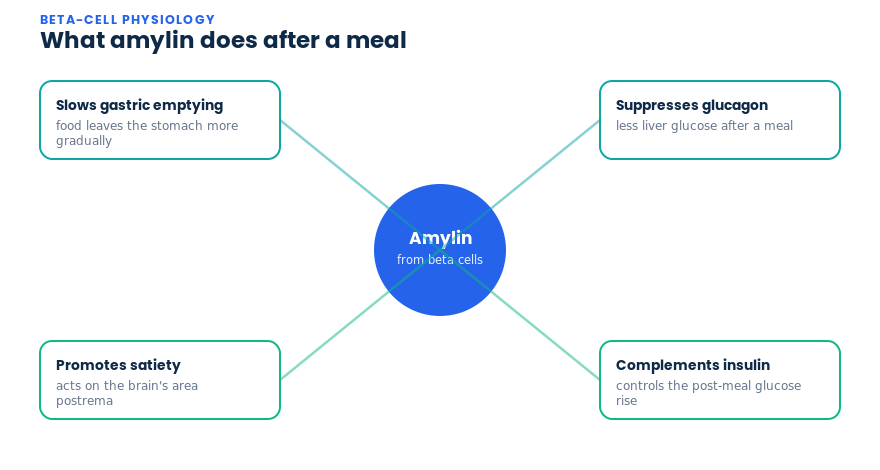 What amylin does after a meal: slows gastric emptying, suppresses glucagon, promotes satiety and complements insulin