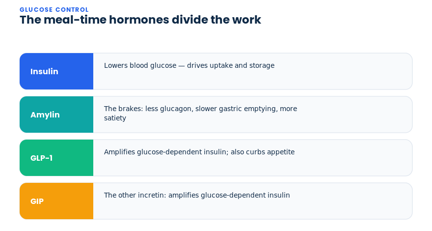 How insulin, amylin, GLP-1 and GIP divide the work of meal-time glucose control