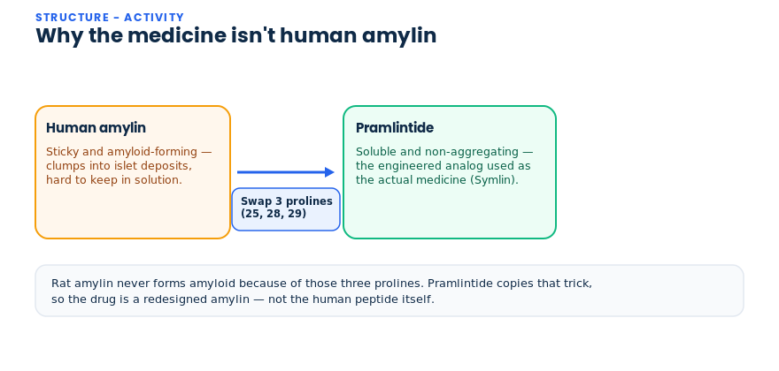 Why the amylin drug pramlintide is engineered from human amylin with three proline substitutions at positions 25, 28 and 29
