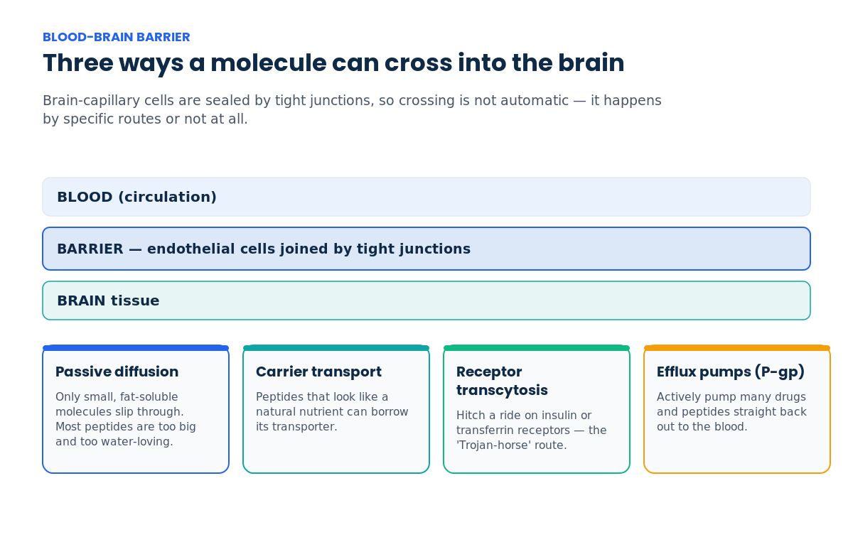 Diagram of the three routes molecules use to cross the blood-brain barrier — passive diffusion, carrier transport, receptor transcytosis — plus P-gp efflux pumping peptides back out